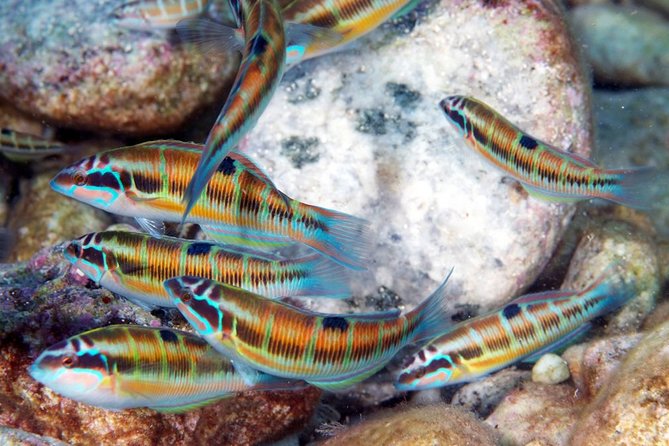 Exciting PADI Discover Scuba Diving Experience Isola Bella Marine Park Taormina - On-Board Finish: Sicilian Wine, Almond Biscuits, and Relaxed Atmosphere