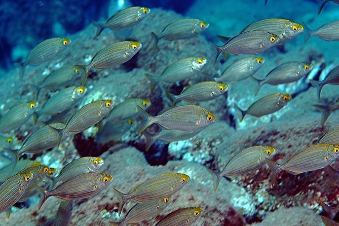 Exciting PADI Discover Scuba Diving Experience Isola Bella Marine Park Taormina - What You’re Really Paying For: Value at $193.50 Per Person