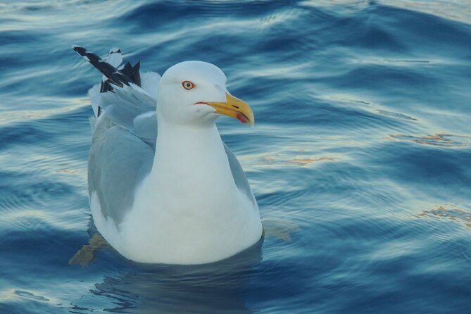 Fishing excursion in the Gulf of Noto for beginners - Gear and What to Bring So You Are Not Catching Problems