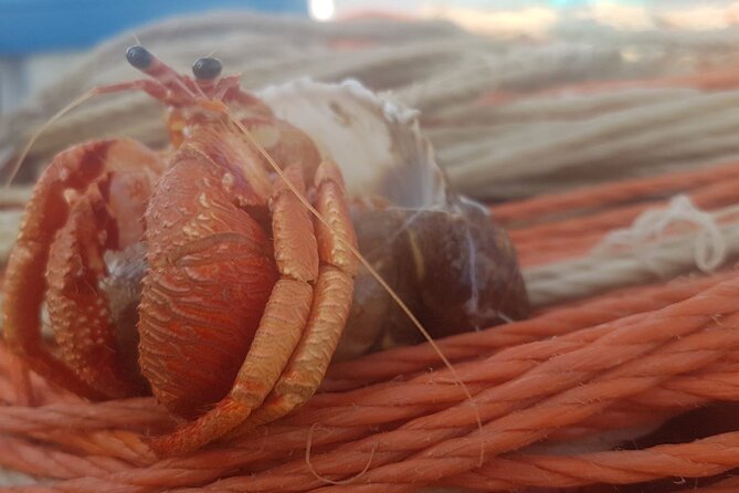 Fishing excursion in the Gulf of Noto for beginners - Learning Surface Trolling and Bottom Fishing Step by Step