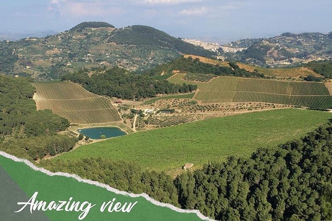 five sense outdoor experience - Stop 3: Monte Pispisa forest, doorf palms, and gulf views