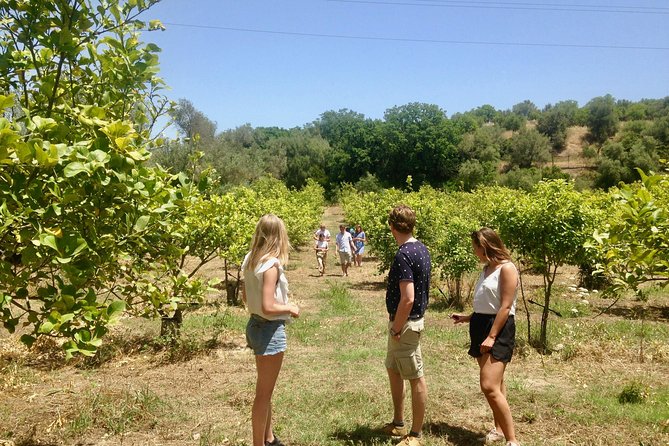 Food Experience at our Farm in Noto Hills - What a farm-to-table lunch really means here