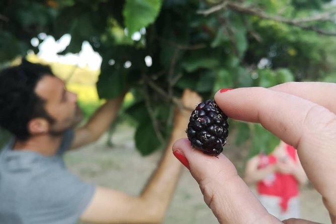 Food Experience at our Farm in Noto Hills - Wines with Sicilian roots: Nero d’Avola, Inzolia, and a white option