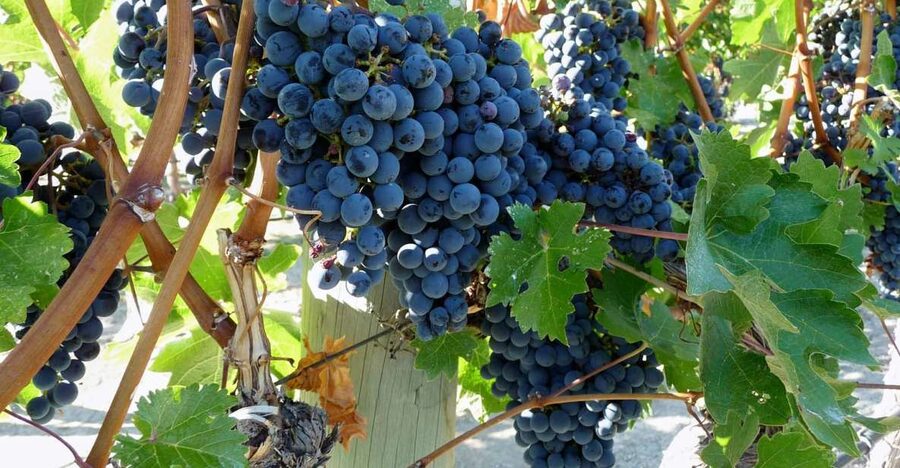 From Catania: Mount Etna Half-Day Tour and Wine Experience - Key things that make this tour work