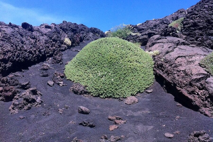 From Catania: Mount Etna Half-Day Tour and Wine Experience - Setting off from Catania: the first hour that matters