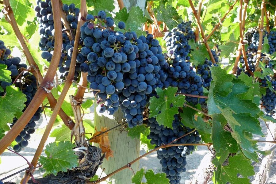 From Catania: Mount Etna Half-Day Tour and Wine Experience - The lava cave stop: the day’s favorite twist for most people