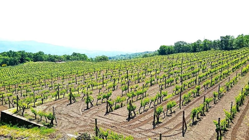 From Taormina: Etna Walking Tour and Wine Tasting in Winery - Group size and timing, how this day stays comfortable