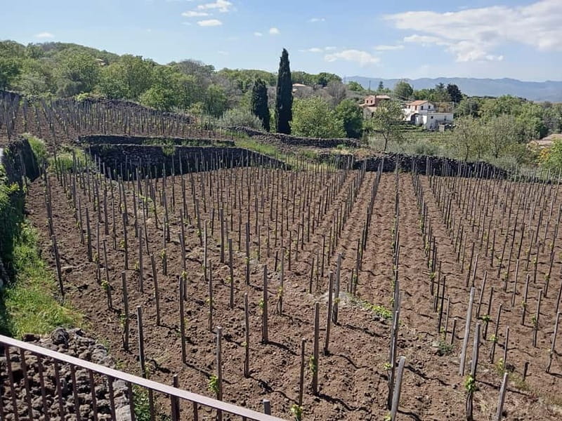 From Taormina: Etna Walking Tour and Wine Tasting in Winery - Price and value: what you get for $180.12