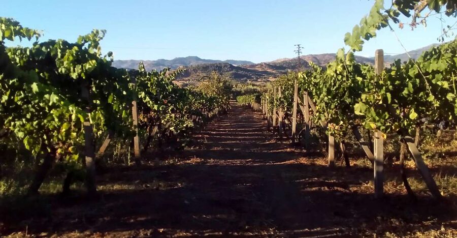 From Taormina: Etna Wineries Small Group Tour - Pickup and travel time from Taormina or Naxos