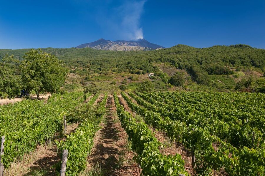 From Taormina: Private 3 Etna Wineries with Food & Wine - The guides: the part you’ll remember, not just the wineries