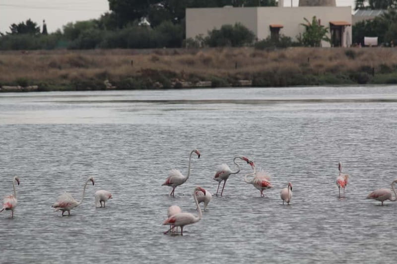 From Trapani: Salt Road Tour With Winery Visit and Boat Trip - Who this Salt Road tour is best for