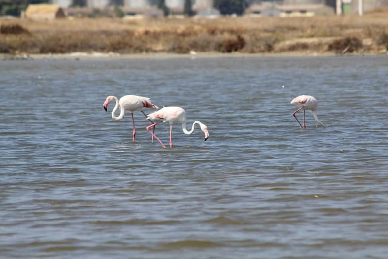 From Trapani: Salt Road Tour With Winery Visit and Boat Trip - The Province of Trapani photo stop: quick views and a pause in the rhythm