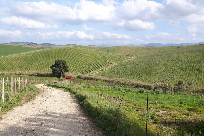 Full-Day Wine Tour in Western Sicily - Your 10:00 Pickup, Private Transfer, And Real Timing