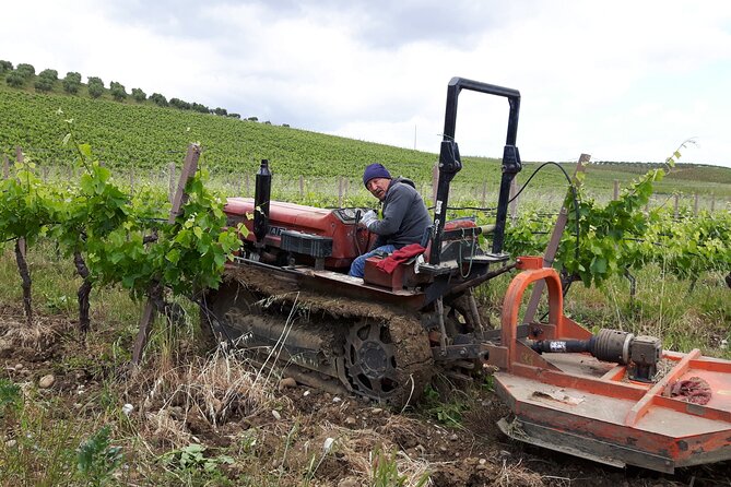 Full-Day Wine Tour in Western Sicily - Lunch In Western Sicily, With Options That Keep You Comfortable