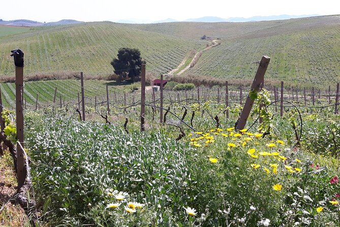 Full-Day Wine Tour in Western Sicily - Sicilian Grapes You May Taste (And Why That Matters)