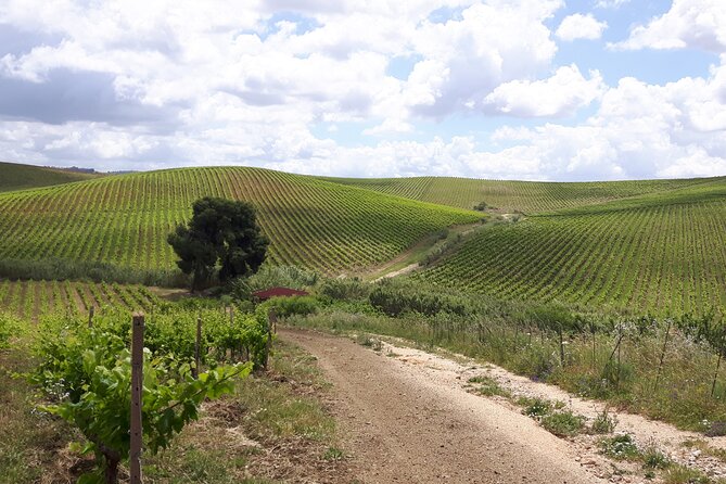 Full-Day Wine Tour in Western Sicily - Countryside Stops Beyond the Winery Door