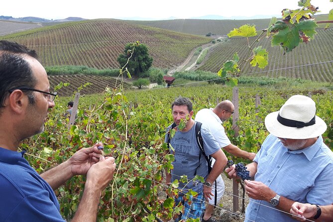 Full-Day Wine Tour in Western Sicily - How Long Is Enough, And What The 7 To 8 Hours Feels Like
