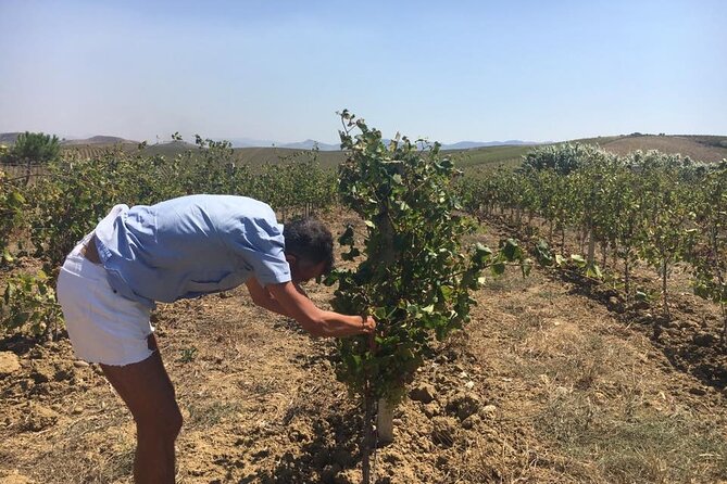 Full-Day Wine Tour in Western Sicily - Winery Visits Where The Growers Tell The Story
