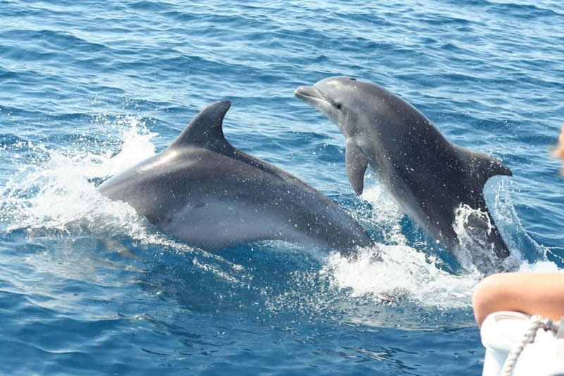 Giardini Naxos: Dolphin Catamaran Sunset Tour with Aperetif - Key things I think you should know first