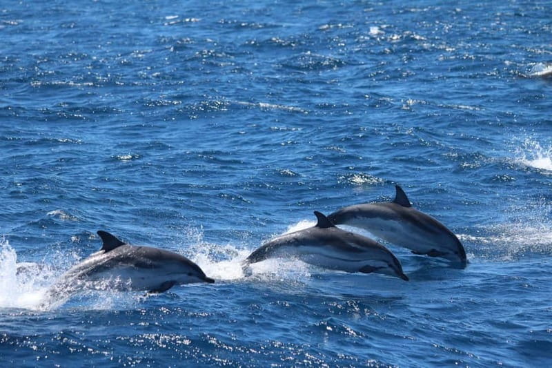 Giardini Naxos: Dolphin Catamaran Sunset Tour with Aperetif - Swimming stop and cave time: your chance to switch from watching to doing