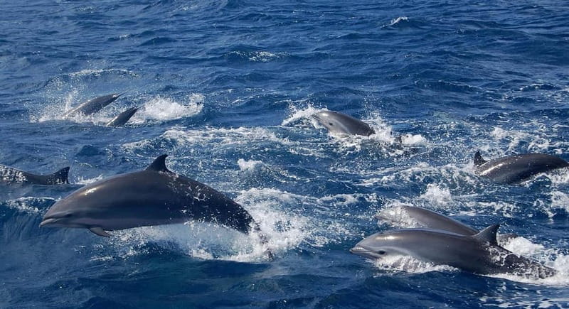 Giardini Naxos: Dolphin Catamaran Sunset Tour with Aperetif - Languages, guide style, and keeping things smooth