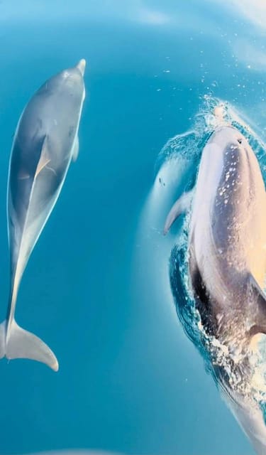 Giardini Naxos: Sunset Dolphin Watching Cruise with Aperitif - Key highlights at a glance