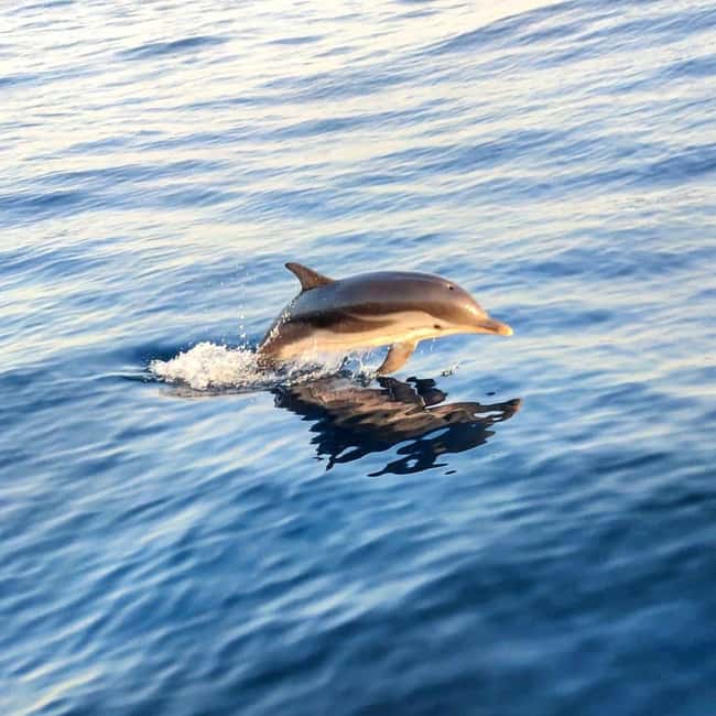 Giardini Naxos: Sunset Dolphin Watching Cruise with Aperitif - Caves and coastal sights: Grotta dell’Amore, the Blue Grotto, and Isola Bella