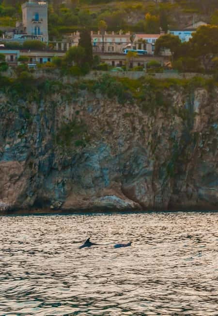 Giardini Naxos Taormina: Dolphin Watching Sunset Tour - Dolphin watching: how the search works near Taormina