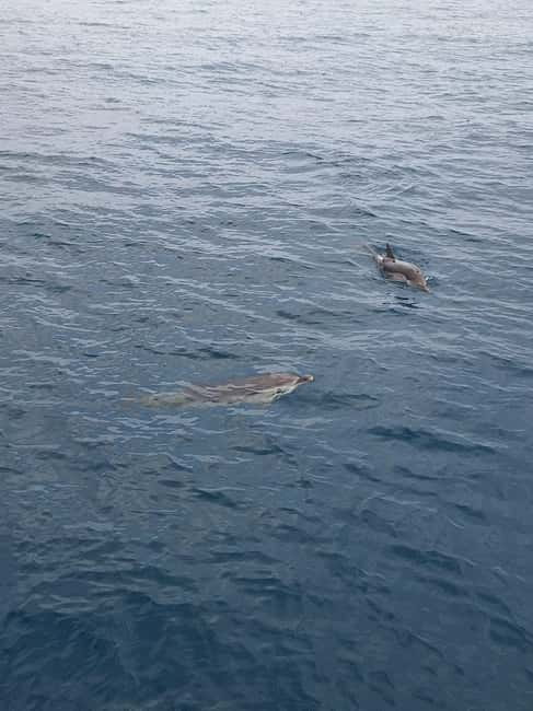 Giardini Naxos Taormina: Dolphin Watching Sunset Tour - Isola Bella, Taormina viewpoints, and the cave stops that feel made for boat travel