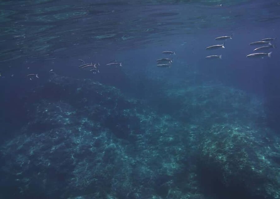 Giardini Naxos: Taormina & Isola Cruise Bella with Aperitif - Cruising for dolphins: the fun part of watching the sea