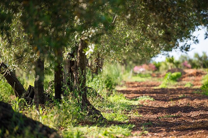 Gourmet Pizza Workshop and Wine Tasting - Why a Farm Pizza Workshop Outside Palermo Feels Different