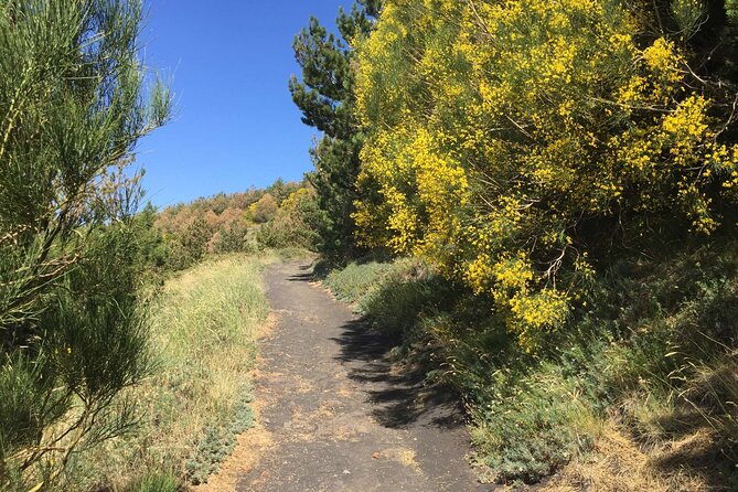 Half day Trekking Tour on Etna - Transport, timing, and what the half-day really means