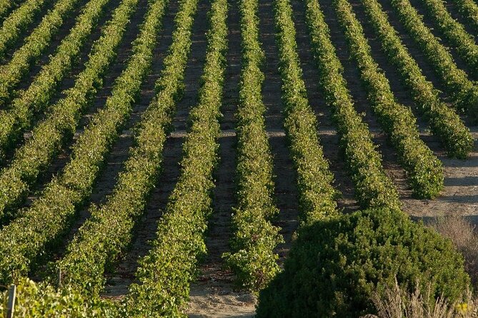 Historic winery visit with food and wine tasting in Marsala - Local food pairing: almond cakes, cheeses, and bread