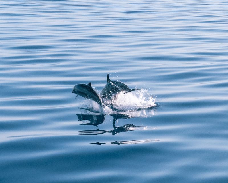 Lampedusa: Sunset Dolphin Sighting on a Pirate Ship - Practical tips: what to pack for this 3-hour outing