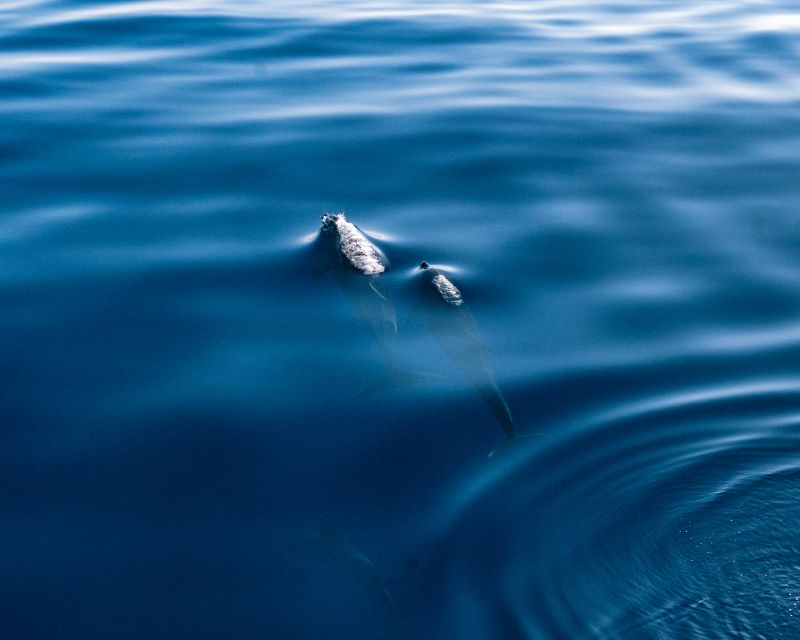 Lampedusa: Sunset Dolphin Sighting on a Pirate Ship - Value check: is $65 for 3 hours a good deal in Lampedusa?