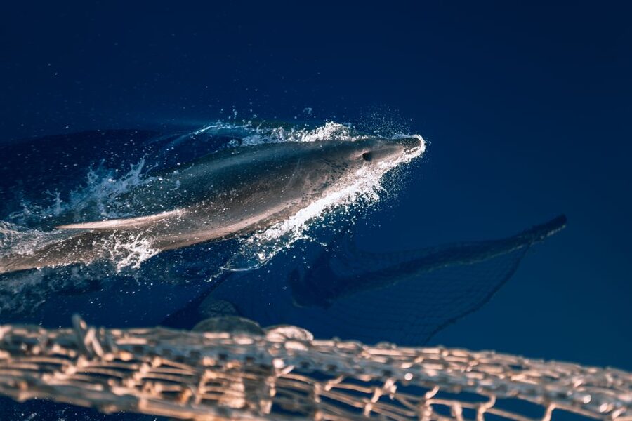 Lampedusa: Sunset Dolphin Sighting on a Pirate Ship - Who should book this sunset dolphin pirate ship tour