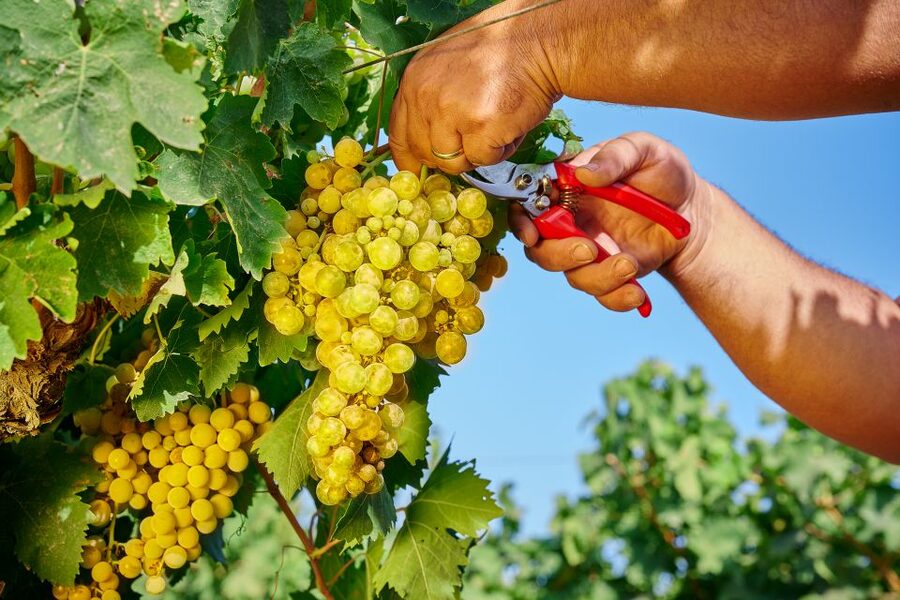 Marsala: Florio Winery Tour with Food-Paired Wine Tastings - The Tastings: 2 Marsala Wines Plus 1 Florio Wine