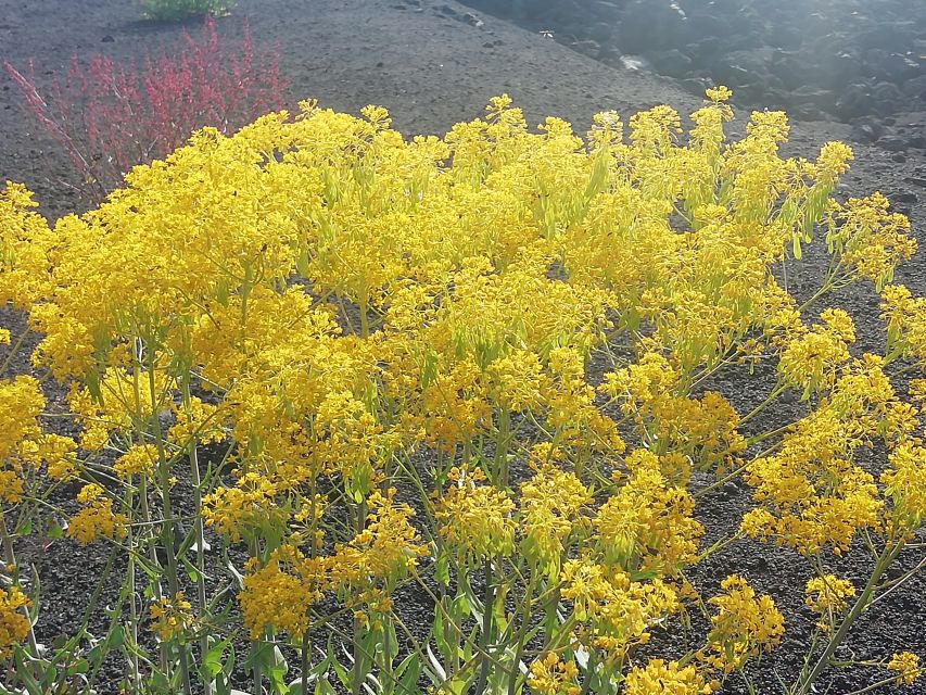 Mount Etna and Alcantara Gorges Day Trip - Stop 2: Monti Sartorius Hike and the Panoramic Craters