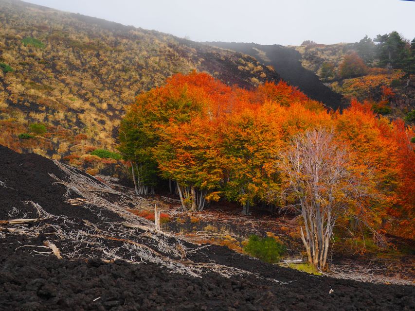 Mount Etna: Trek to the Craters of The 2002 Eruption - What it costs and what you actually get for $39.86