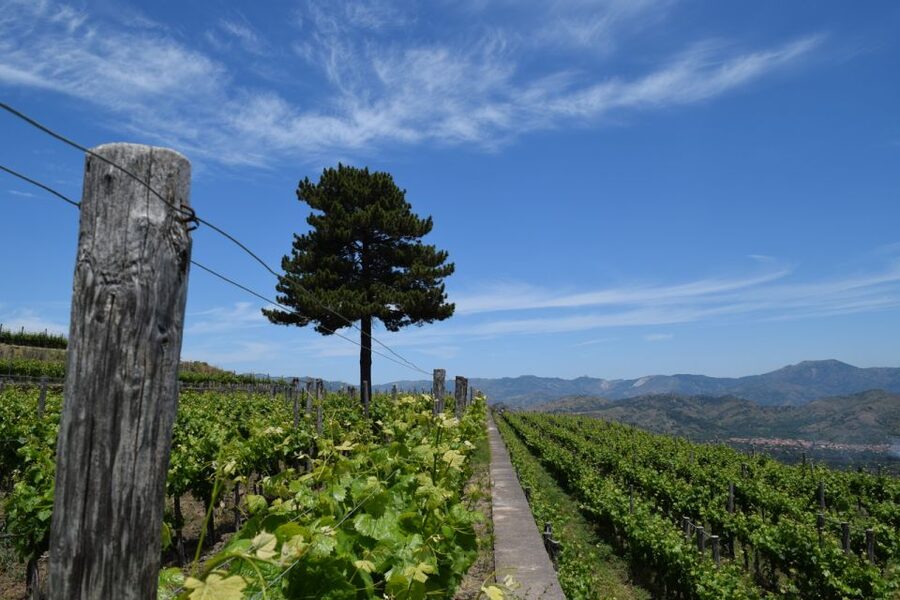 Mount Etna: Winery Tour and Tasting - The 2-hour flow: toast, winery look-around, then a full tasting meal
