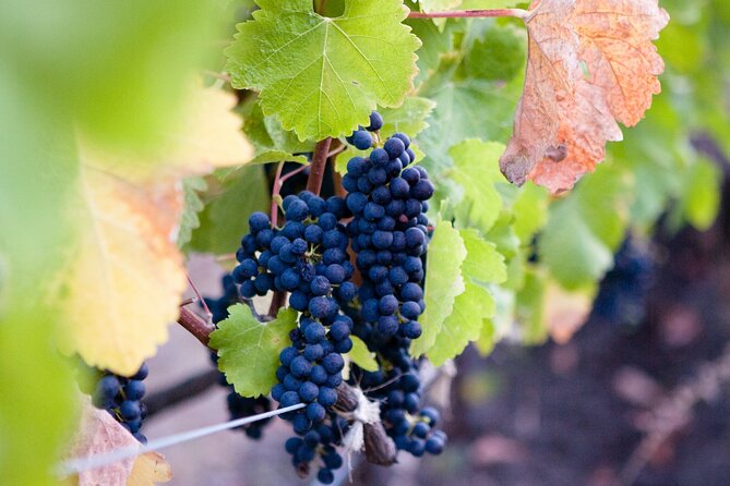 Mt Etna and Wine tasting tour from Catania - Walking volcanic paths: Monte Etna, Silvestri craters, and Parco dell’Etna