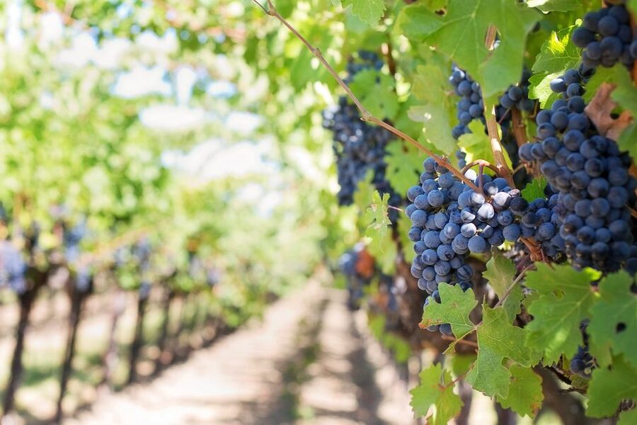 Mt Etna Private guided walking Tour with Wine Tasting - Key highlights you will actually feel