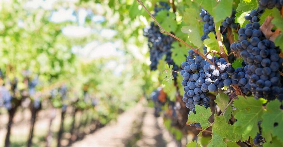 Mt Etna Private guided walking Tour with Wine Tasting - Getting from Catania to the volcano: comfort and pacing