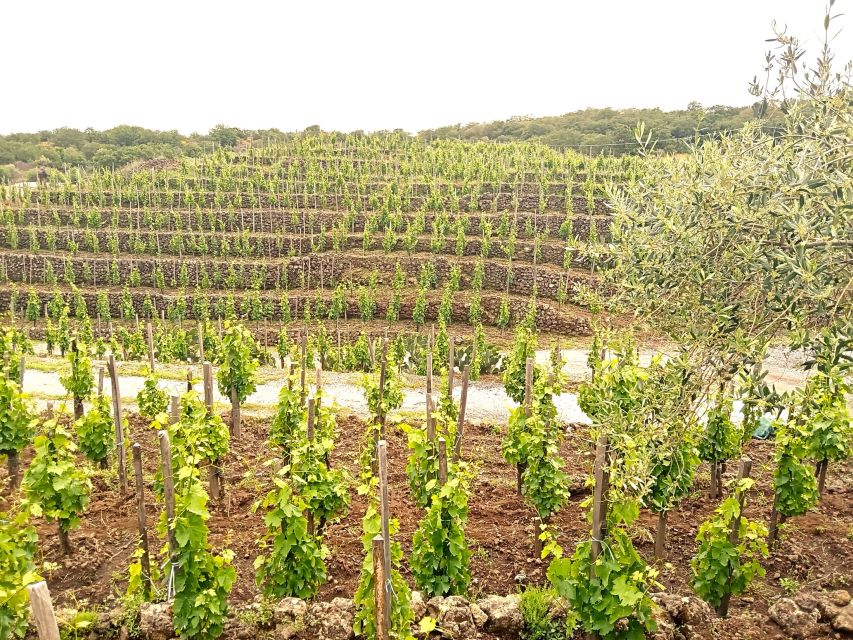 Mt Etna Private guided walking Tour with Wine Tasting - Winery time on Mt Etna: wine tasting with organic Sicilian food