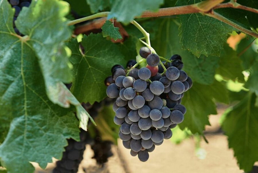 Oil & Wine Tasting - What You’ll See on the Walk: Courtyard, Baronial Garden, Historic Cellar
