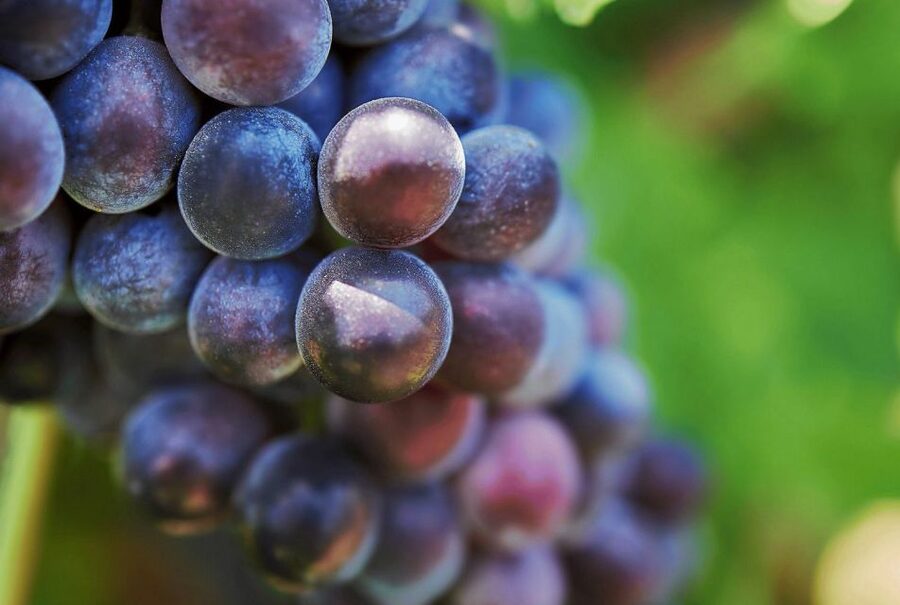 Oil & Wine Tasting - Grand Cru EVO Oil Tasting: The Part That Really Teaches Your Palate