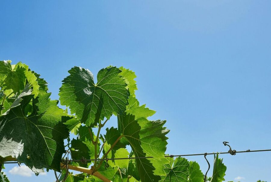 Oil & Wine Tasting - The Seated Moment Outdoors: Territory, Olive Growing, and Winemaking