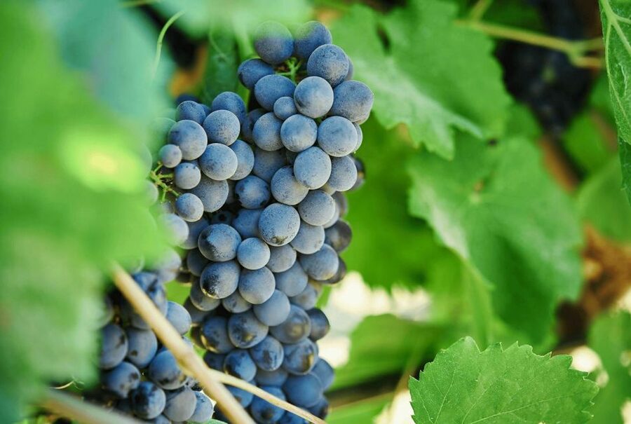 Oil & Wine Tasting - What You Eat and Drink During the Technical Tasting