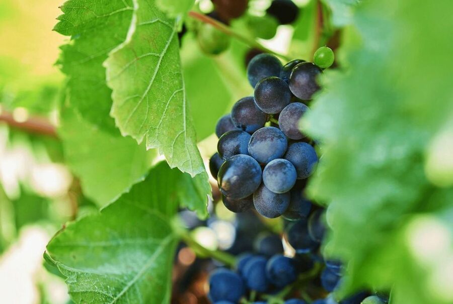 Oil & Wine Tasting - Shopping With Purpose: Bring Home Bottles From the Estate