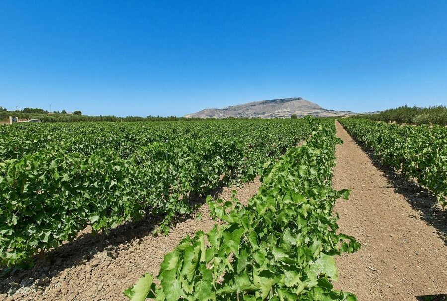 Oil & Wine Tasting - Organic Wine Tasting: How the Land Shows Up in the Glass